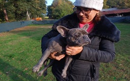 French Bulldog dogs for adoption: Meet BONNIE - a Lovely Girl, for a Loving Home - Image 12