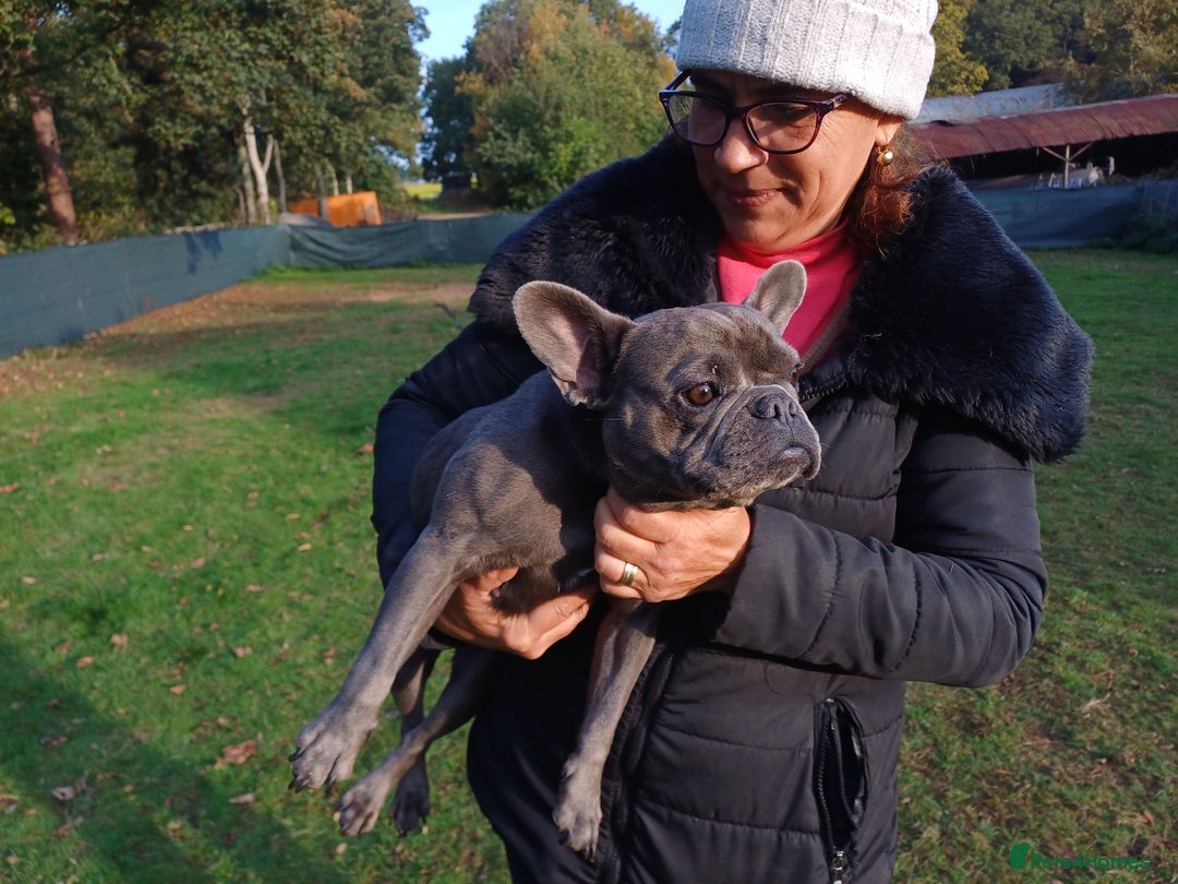 French Bulldog dogs for adoption: Meet BONNIE - a Lovely Girl, for a Loving Home - Image 12