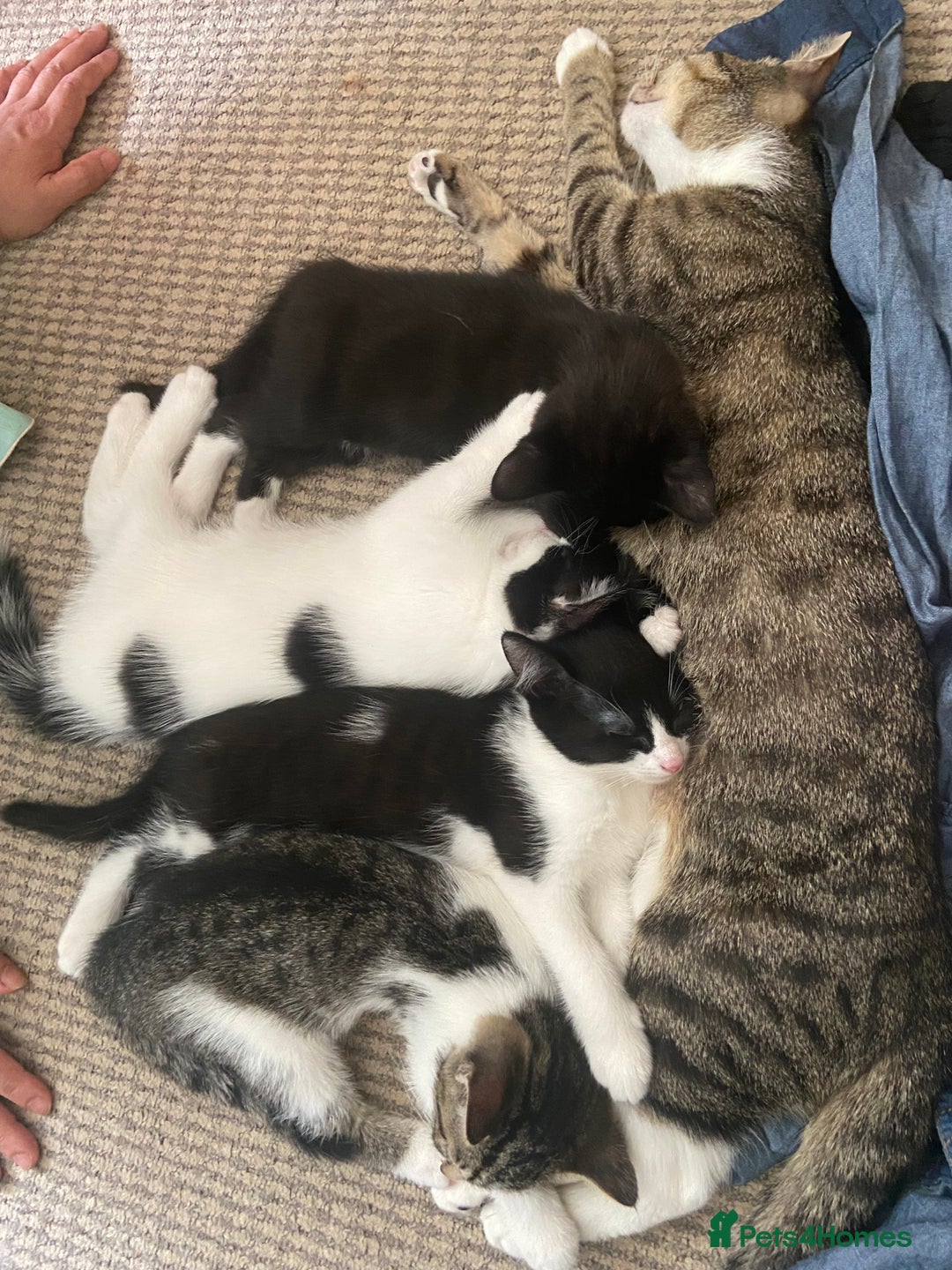 Mixed Breed cats for sale: Mushu and po - Free  - Advert 5