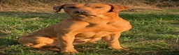 Labrador Retriever dogs for sale: Fox red Labrador  in Beccles - Advert 3