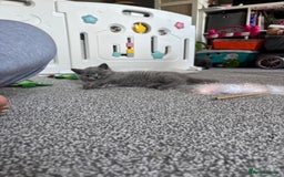 British Shorthair cats for sale: Stunning GCCF registered British shorthair kittens - Image 4