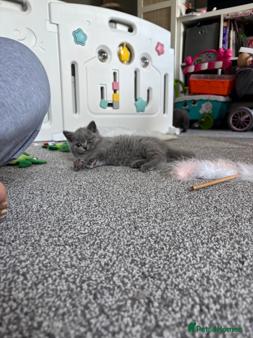 British Shorthair cats for sale: Stunning GCCF registered British shorthair kittens - Image 4