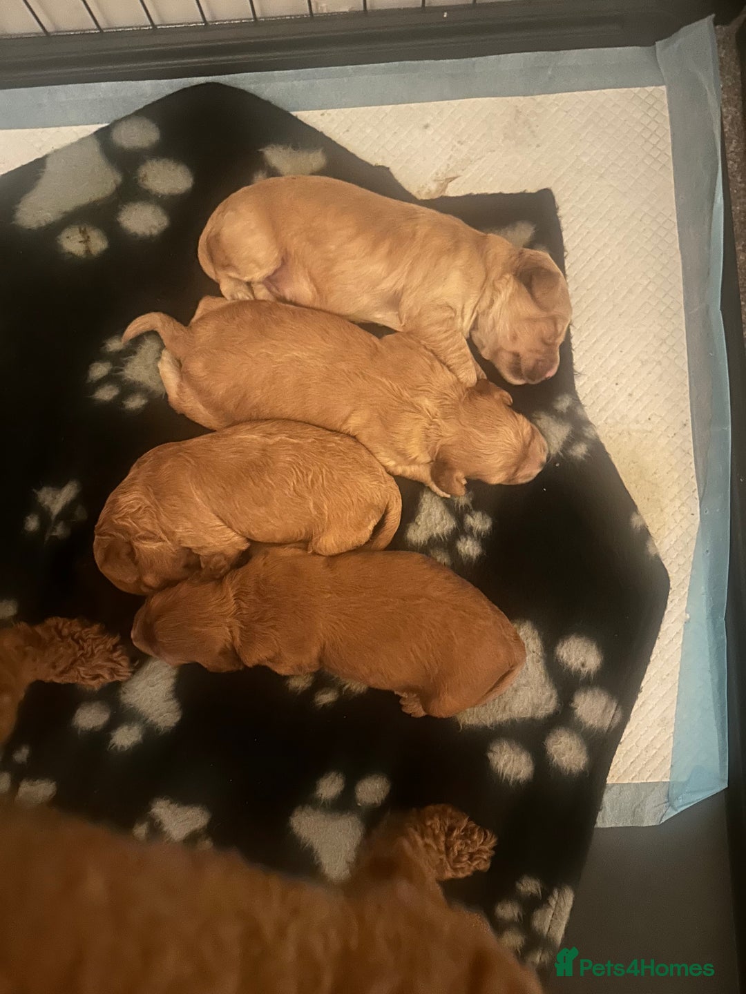 Cockapoo dogs for sale: Beautiful tiny cockapoos!  - Image 6