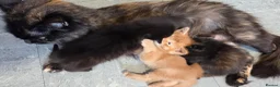 Mixed Breed cats for sale: Beautiful Fluffy Kittens Looking for Forever homes - Advert 16