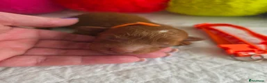 Orange Boy 