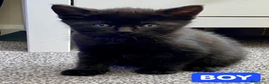 Black male kitten 
