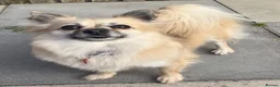 Pomchi dogs for sale: Beautiful pomchi female  - Advert 2