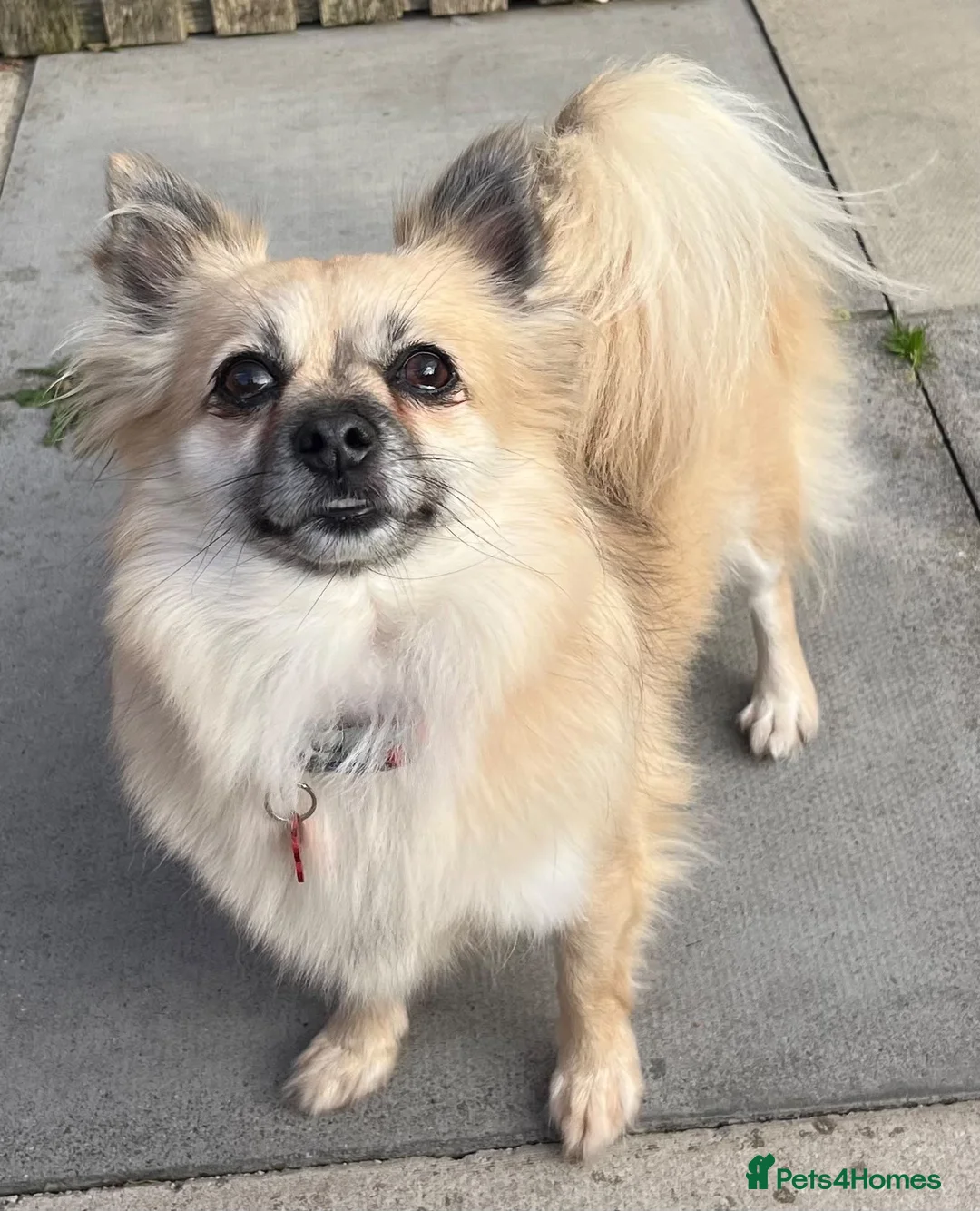 Pomchi dogs for sale: Beautiful pomchi female  - Advert 2