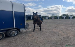 Irish Thoroughbred horses for sale: Lovely 15h mare - Image 9