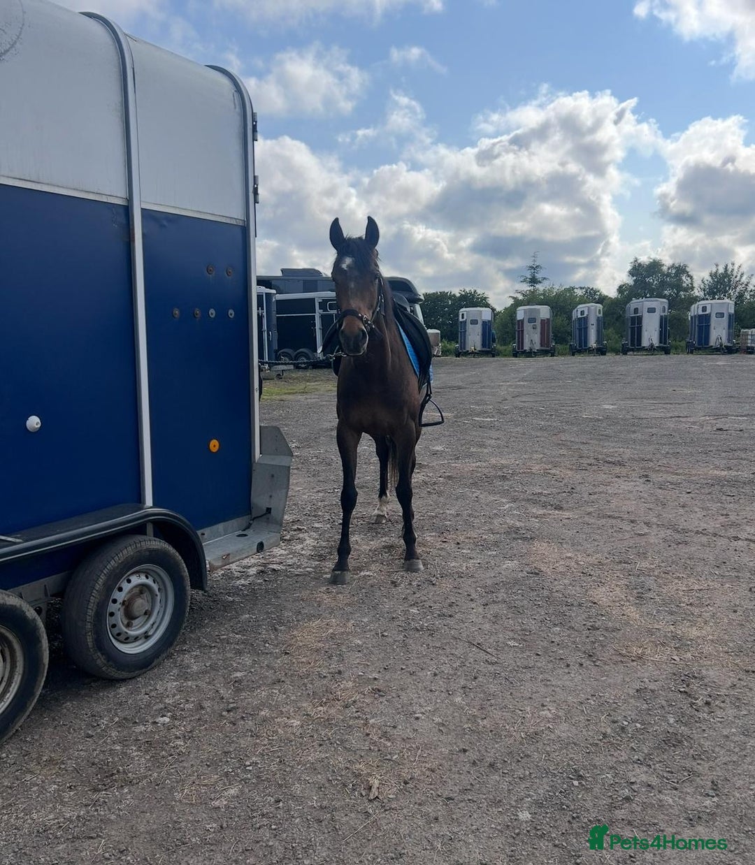 Irish Thoroughbred horses for sale: Lovely 15h mare - Image 9