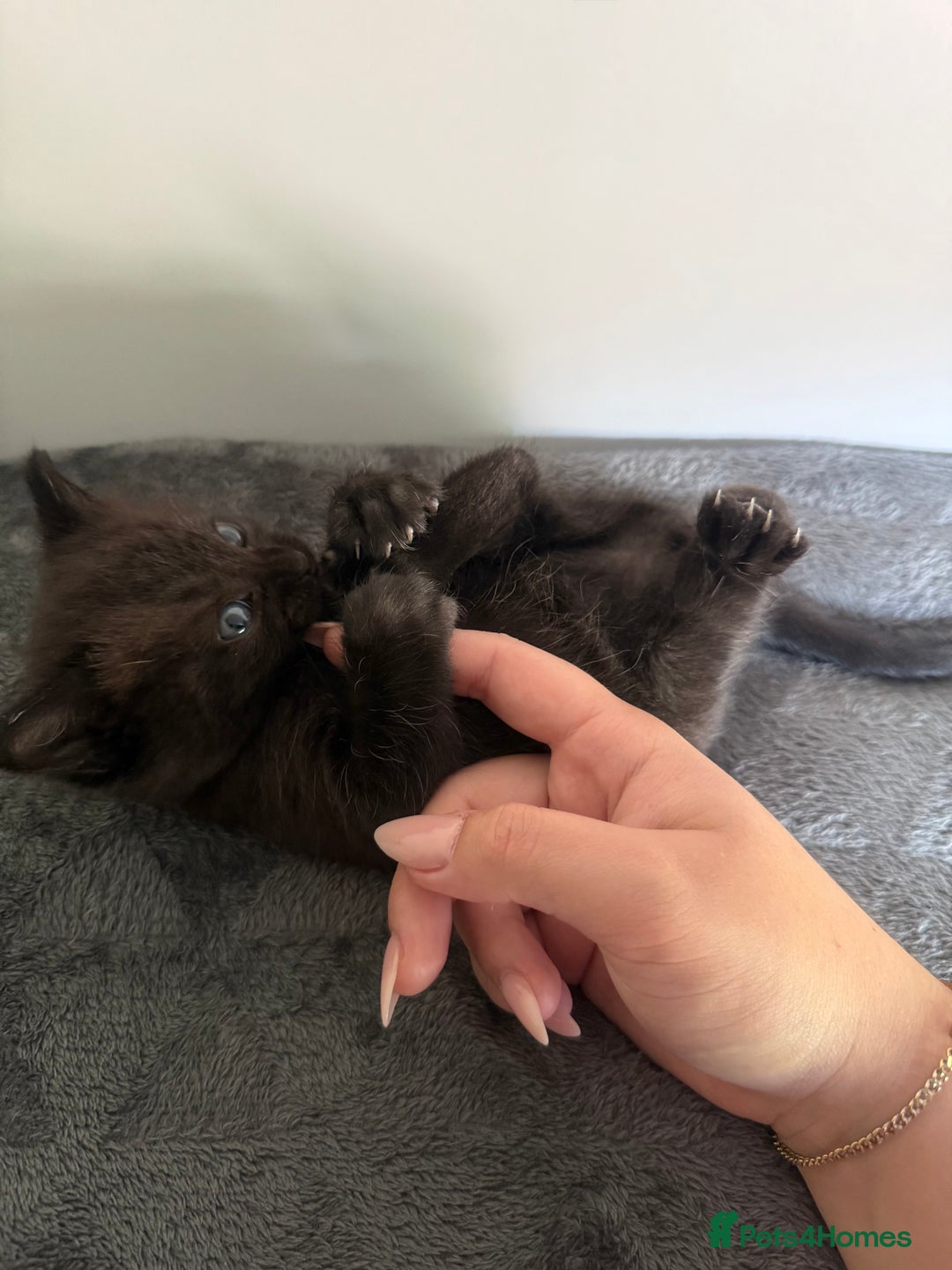 Ragdoll cats for sale: Beautiful Ragdoll X Kittens For Sale 🐾  - Image 17