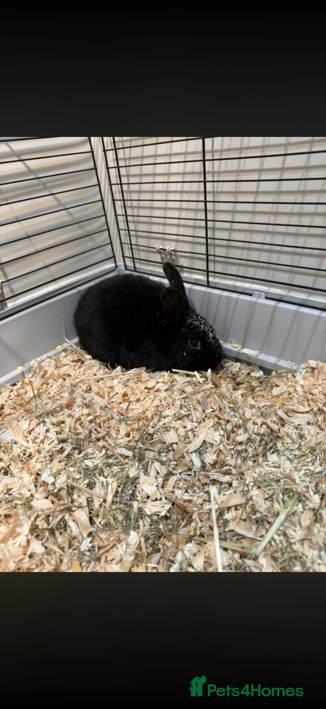 Alaska rabbits for sale: Male 5 month old rabbit  - Advert 1