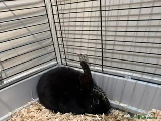 Alaska rabbits Male 5 month old rabbit - Advert 2