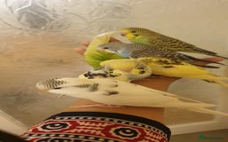 Budgerigars birds for sale: Handreared semitamed and tamed budgies  - Image 3