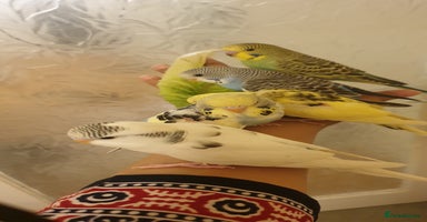 Budgerigars birds - Advert 6
