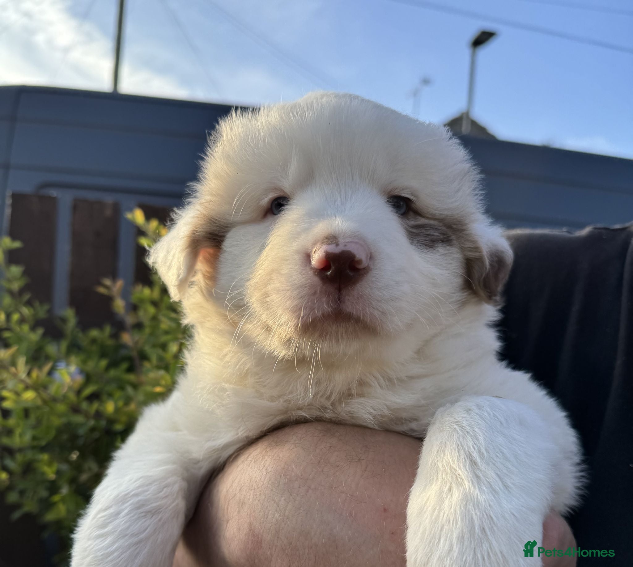Border Collie dogs Merle Blue Eye Border Collie Pups - KC Registered - Advert 1