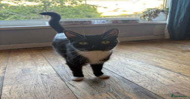 Mixed Breed cats - Advert 4