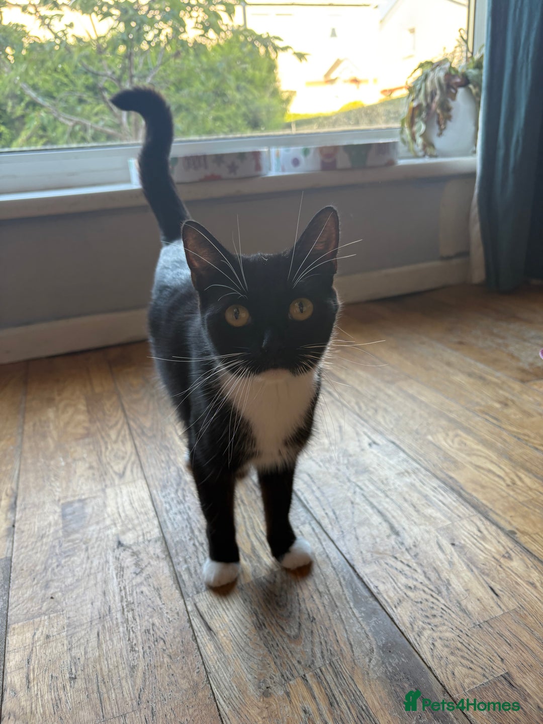 Mixed Breed cats for sale: Kittens available  - Image 2