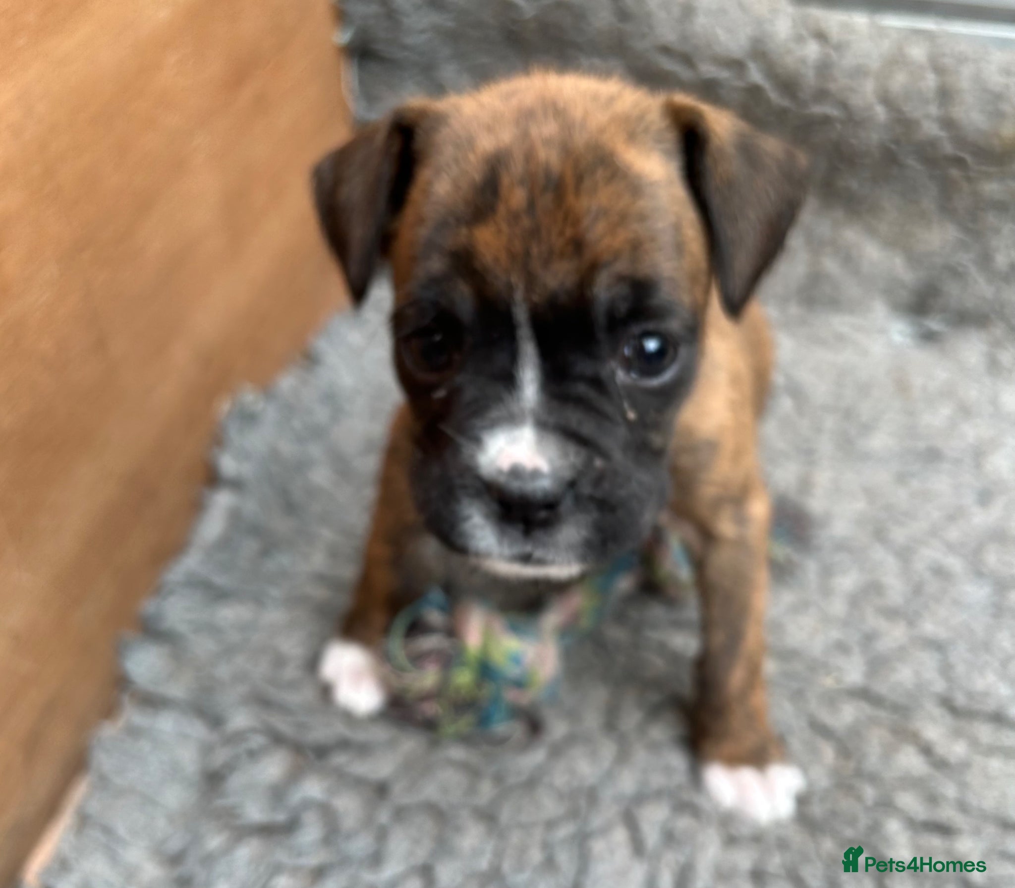 Boxer dogs 5 Star Licensed Breeder 23 years experience  - Advert 1