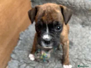 Boxer dogs 5 Star Licensed Breeder 23 years experience - Advert 1