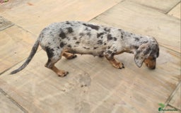 Miniature Dachshund dogs for sale: Beautuful small Blue dapple girl - Image 2