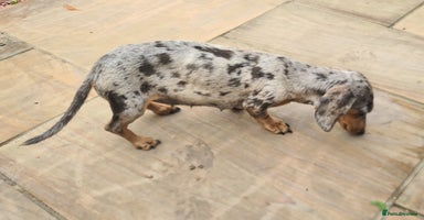 Miniature Dachshund dogs - Advert 3