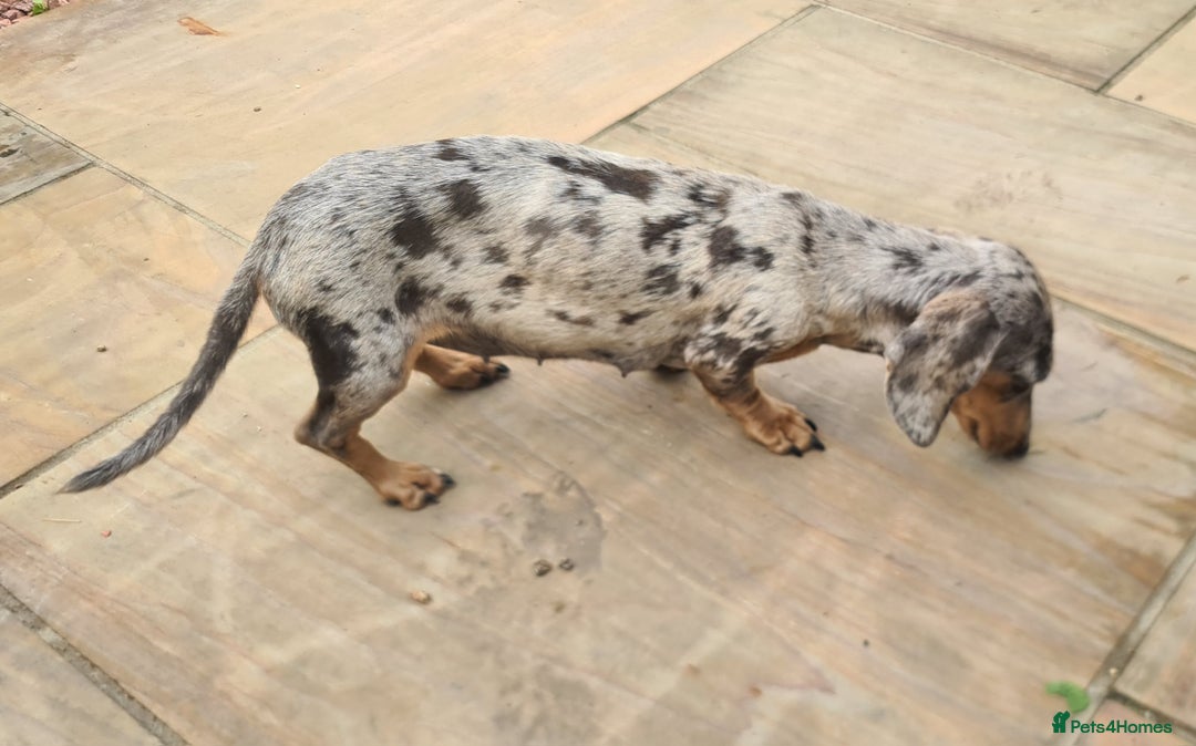 Miniature Dachshund dogs for sale: Beautuful small Blue dapple girl - Image 2