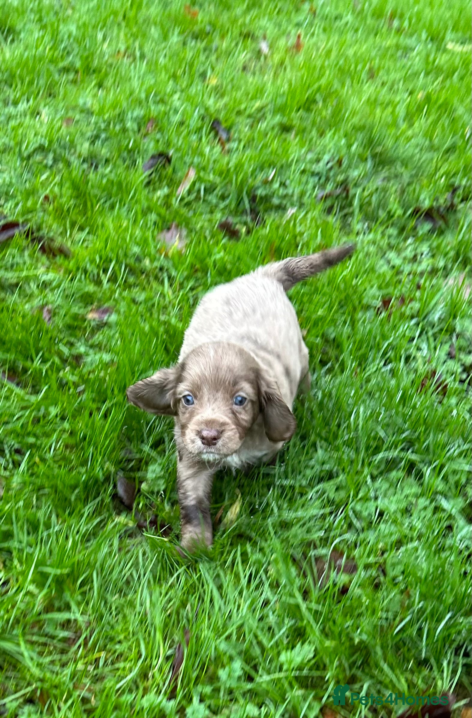 Cocker Spaniel dogs STUNNING WORKING COCKER SPANIEL PUPS - Advert 4