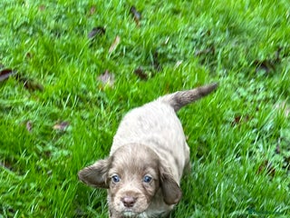Cocker Spaniel dogs STUNNING WORKING COCKER SPANIEL PUPS - Advert 4