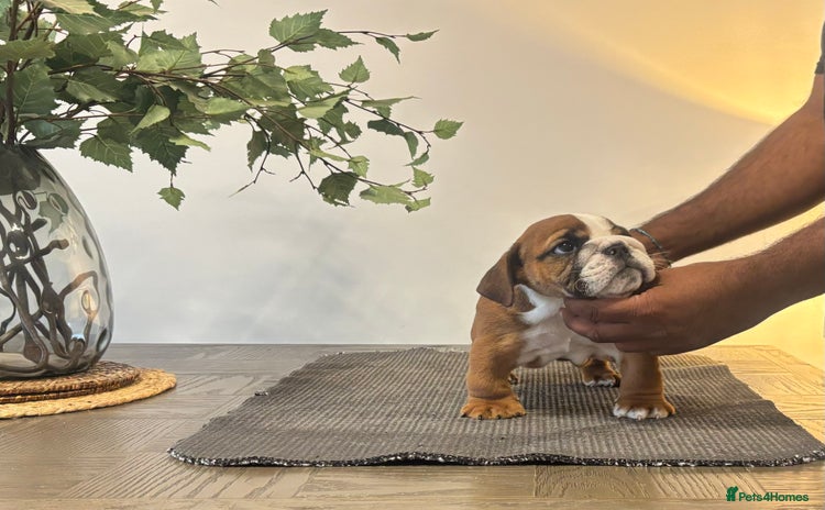English Bulldog dogs - Advert 2