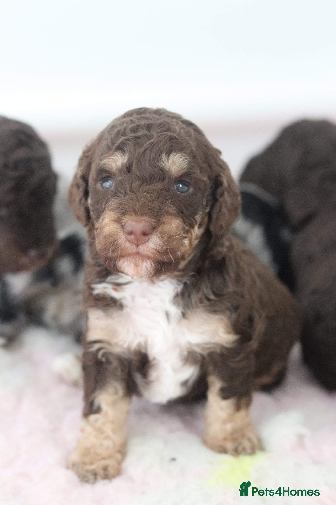 Cockapoo dogs Stunning Merle & phantom cockapoo litter - Advert 6