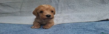 Cavapoo 2