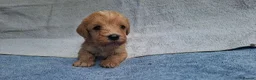 Cavapoo dogs for sale: Beautiful cavapoo puppies  - Advert 3