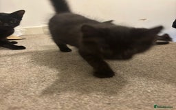 Mixed Breed cats for sale: 7 all black kittens - Image 7