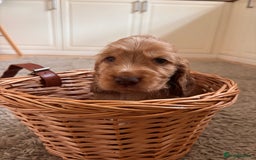 Cocker Spaniel dogs for sale: Beautiful Show Type KC registered Cocker Spaniels  - Image 36