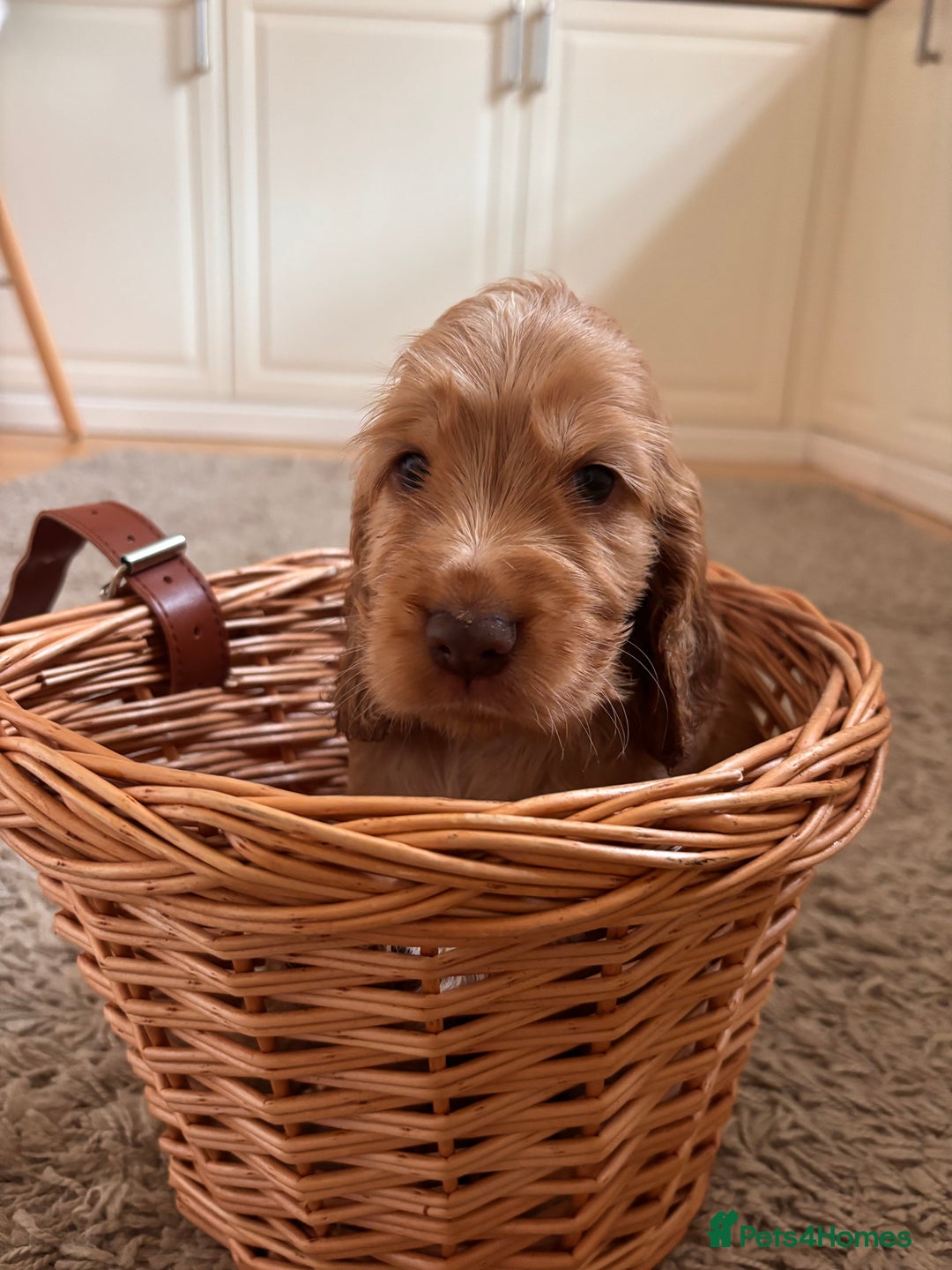 Cocker Spaniel dogs for sale: Beautiful Show Type KC registered Cocker Spaniels  - Image 36
