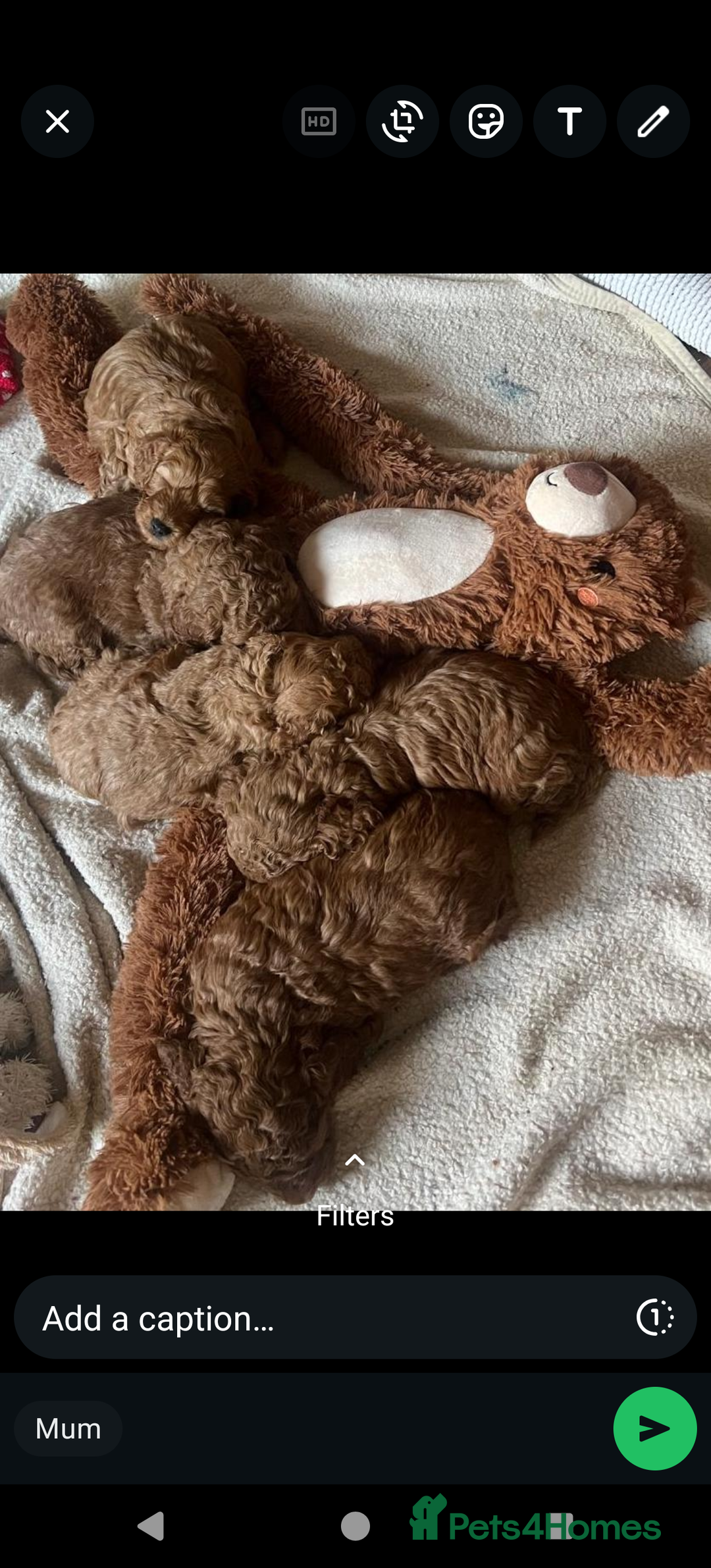 Cockapoo dogs for sale: Cockapoo Male Puppies for Sale | Take Home Sep - Image 3
