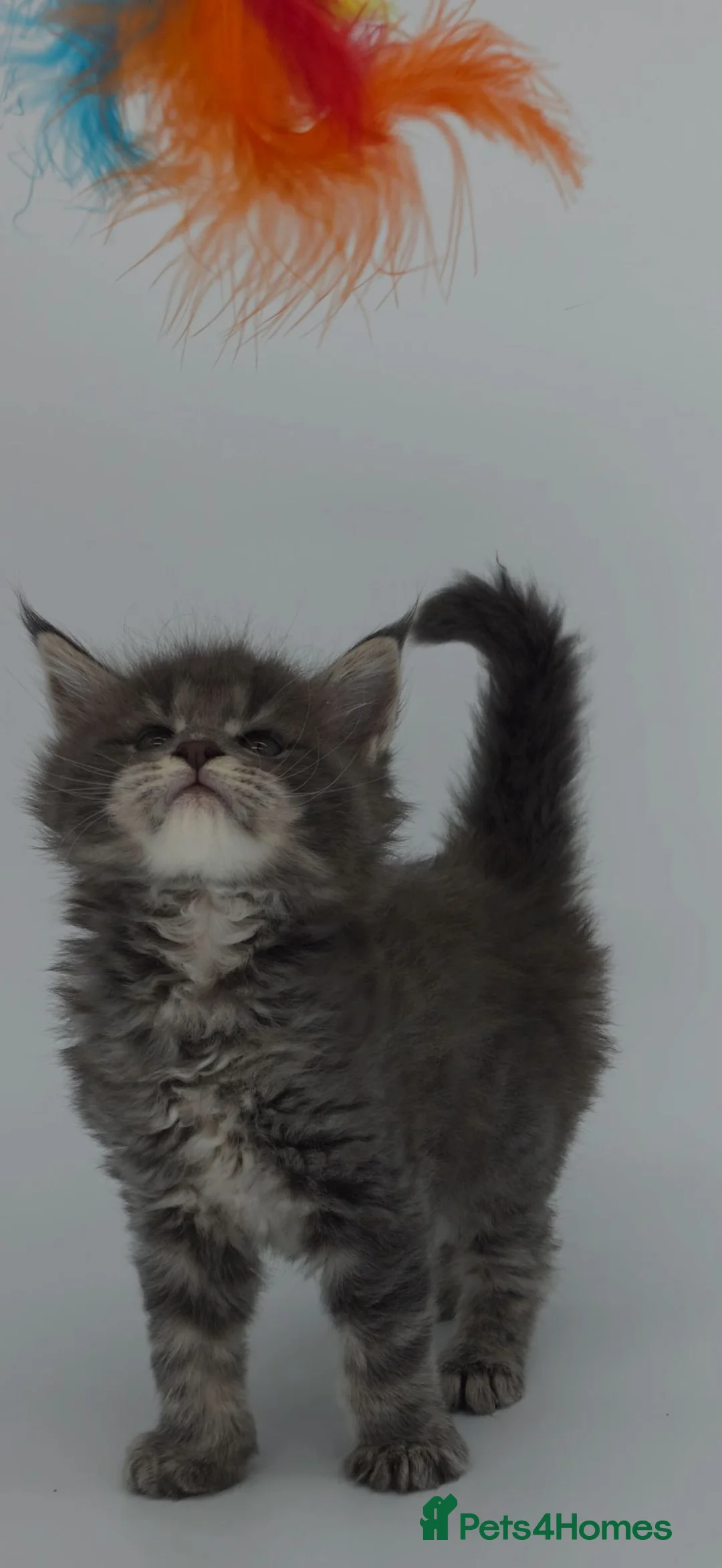 Maine Coon cats for sale: Ready Now Tica beautiful Maine Coons boys  - Advert 2