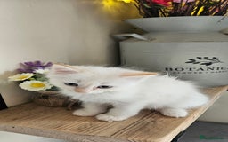 Ragdoll cats for sale: Stunning Ragdoll boys avalible  - Image 3