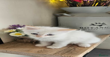 Ragdoll cats - Advert 8