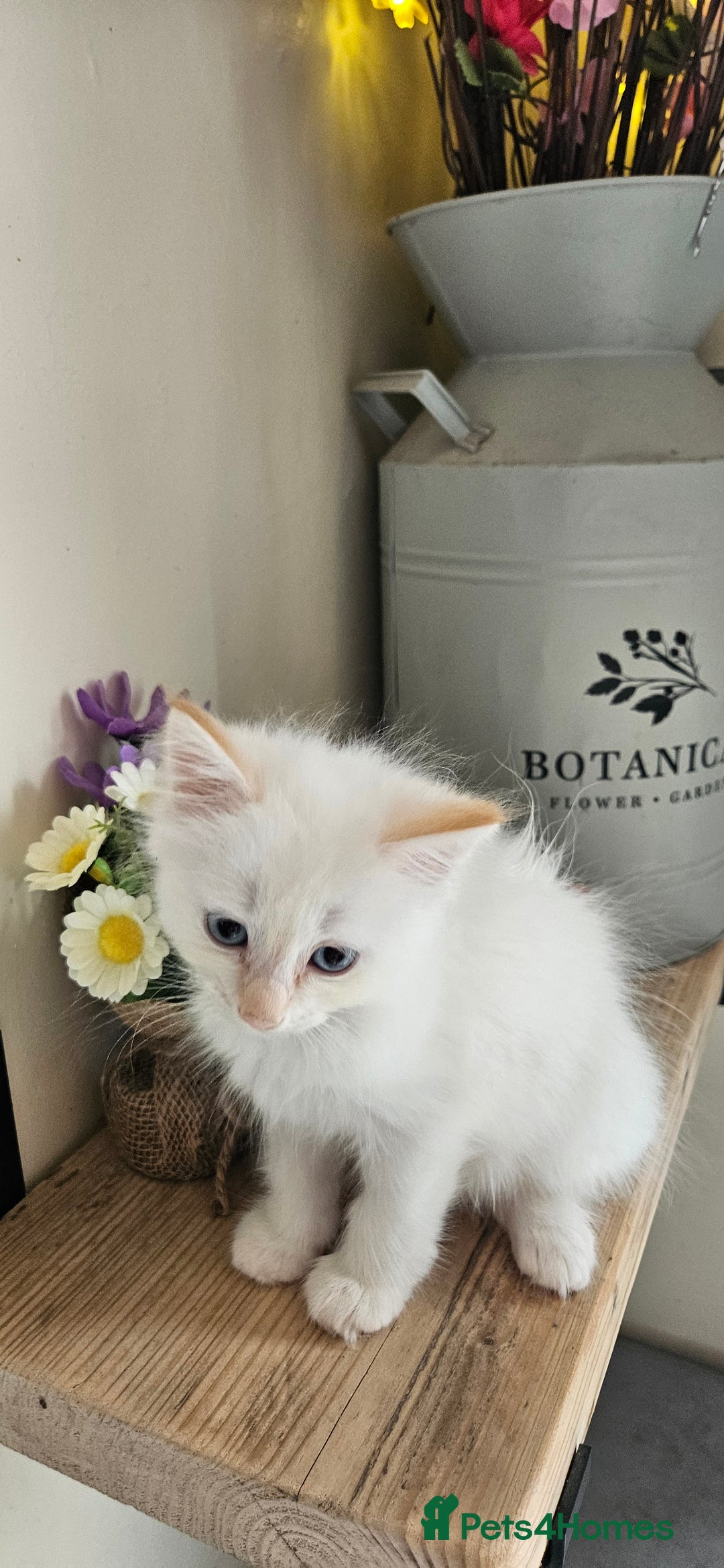 Ragdoll cats for sale: Stunning Ragdoll boys avalible  - Image 3