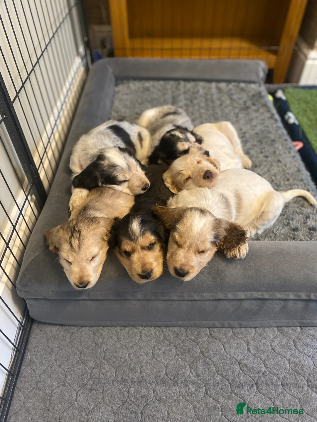 Cocker Spaniel dogs for sale: Stunning Litter of Show Cocker Spaniels  - Advert 13
