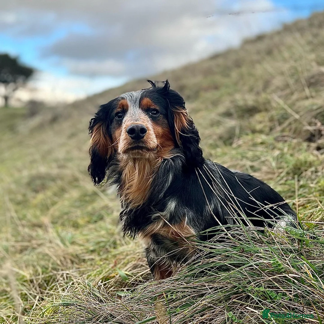 Cocker Spaniel dogs for stud: Blue roan and tan cocker stud dog in Frome - Advert 6