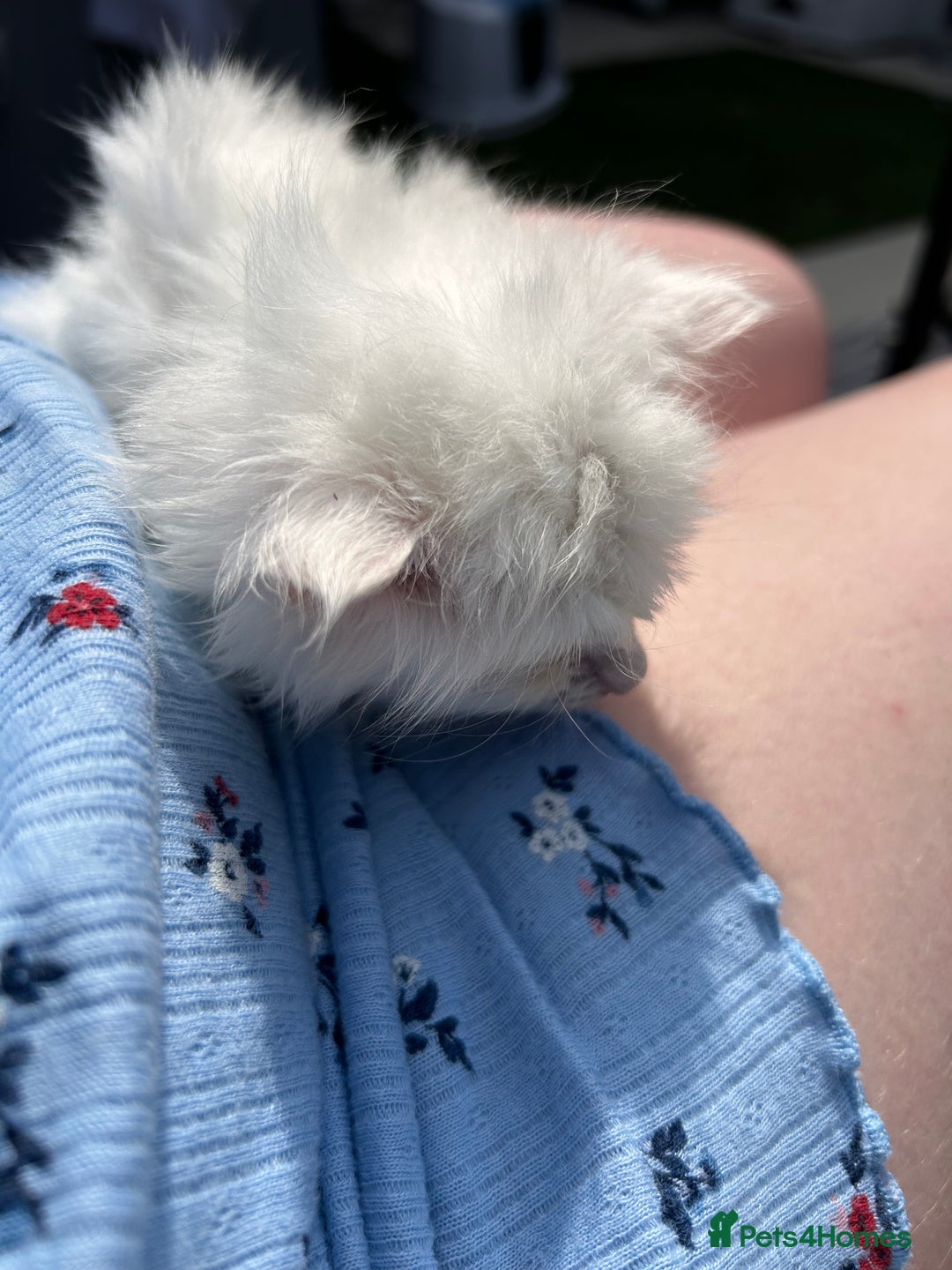 Ragdoll cats for sale: Turkish Angora/Ragdoll pure white kitten x - Image 5