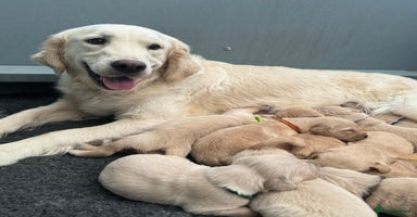 Golden Retriever dogs Kc Reg Health Tested Golden Retriever Puppies  - Advert 4