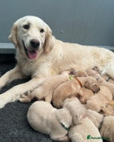 Golden Retriever dogs Kc Reg Health Tested Golden Retriever Puppies - Advert 4
