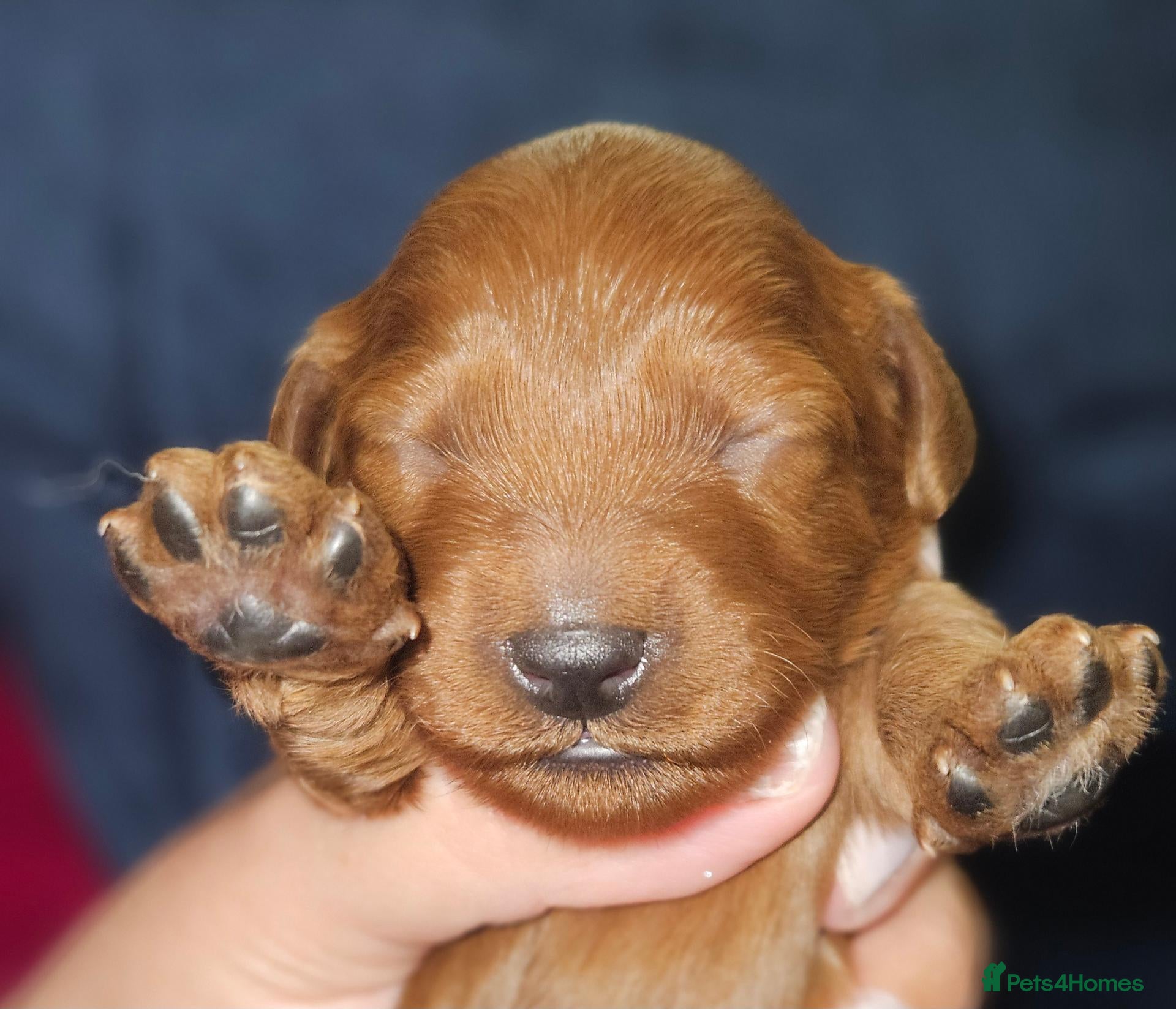 Cavapoo dogs Licensed breeder,dna clear red tiny cavapoo pups  - Advert 3