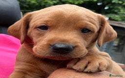 Labrador Retriever dogs for sale: Fox red labrador puppies - Image 19