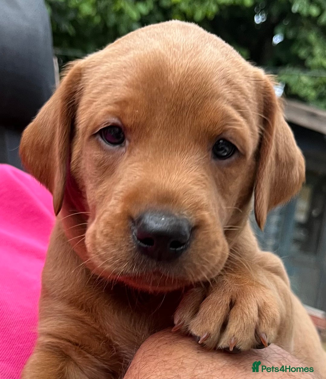 Labrador Retriever dogs for sale: Fox red labrador puppies - Image 19