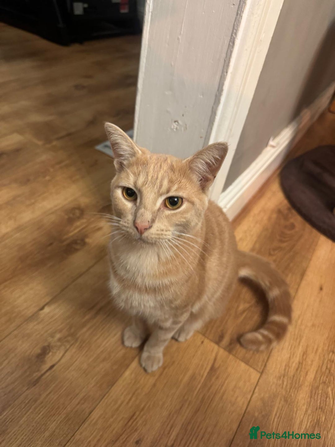 Mixed Breed cats for sale: Orange cat  for adoption and forever home - Image 3